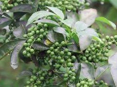 藤椒一般用在什么菜，藤椒炒菜什么時候放