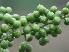 藤椒可以代替花椒嗎，藤椒樹和青花椒一樣嗎