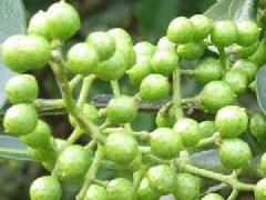 青花椒與藤椒區(qū)別，藤椒和青花椒哪