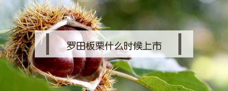 羅田板栗什么時候上市