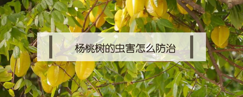 楊桃樹的蟲害怎么防治
