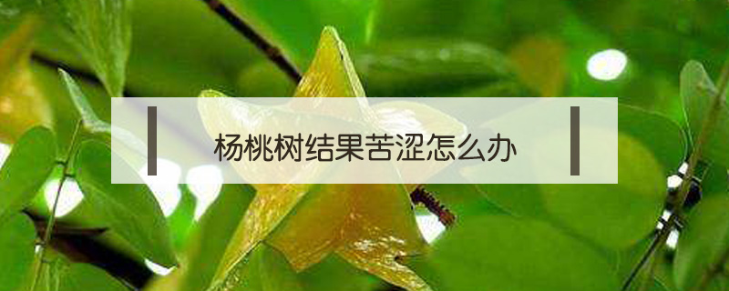 楊桃樹結果苦澀怎么辦