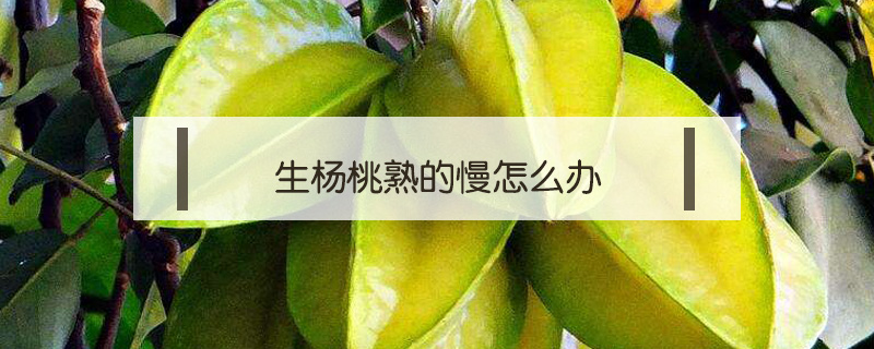 生楊桃熟的慢怎么辦