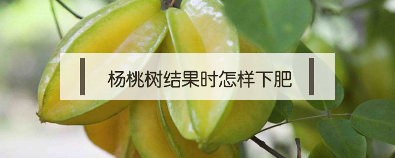 楊桃樹結果時怎樣下肥