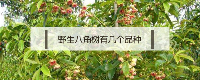 野生八角樹有幾個品種