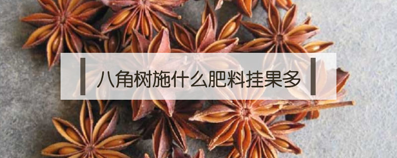 八角樹施什么肥料掛果多