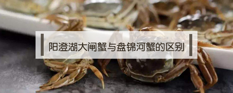陽澄湖大閘蟹與盤錦河蟹的區(qū)別