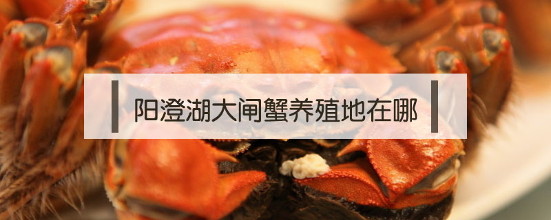 陽澄湖大閘蟹養(yǎng)殖地在哪