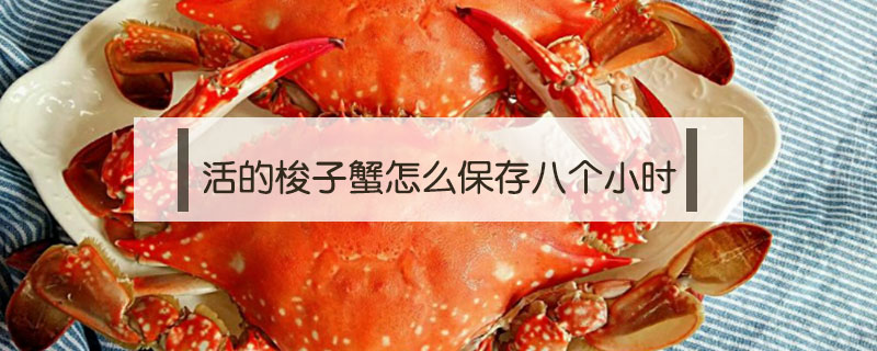 活的梭子蟹怎么保存八個小時