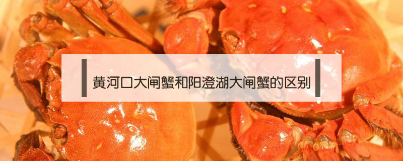 黃河口大閘蟹和陽澄湖大閘蟹的區(qū)別