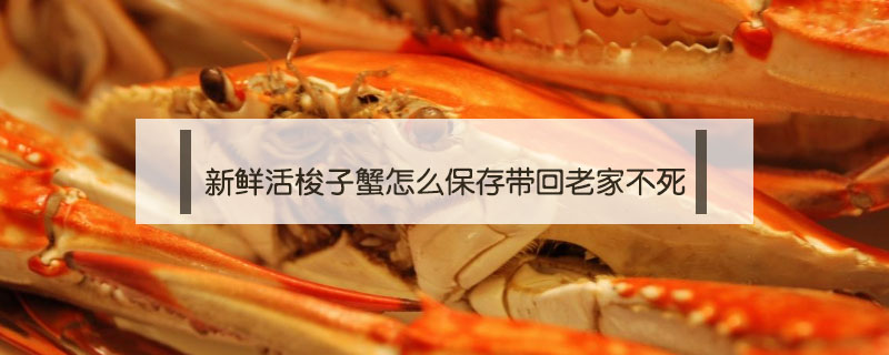 新鮮活梭子蟹怎么保存帶回老家不死