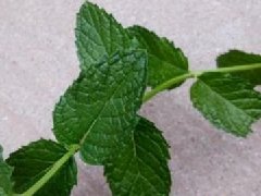 大葉香菜和小葉香菜的區別，大葉十