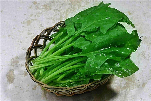 為什么菠菜不能放很長時間，菠菜可以放冰箱冷凍嗎
