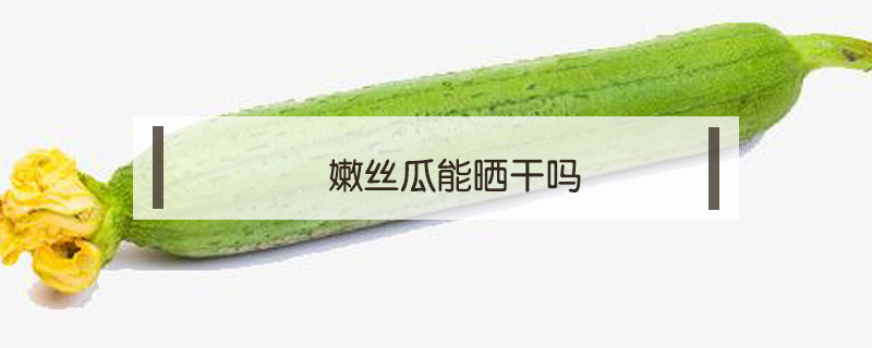 嫩絲瓜能曬干嗎
