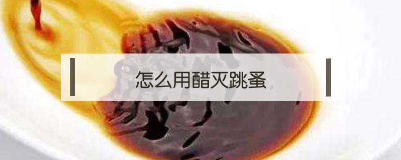 怎么用醋滅跳蚤