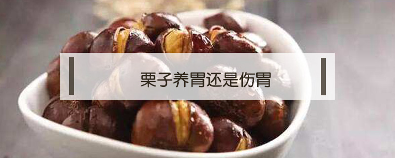 栗子養(yǎng)胃還是傷胃