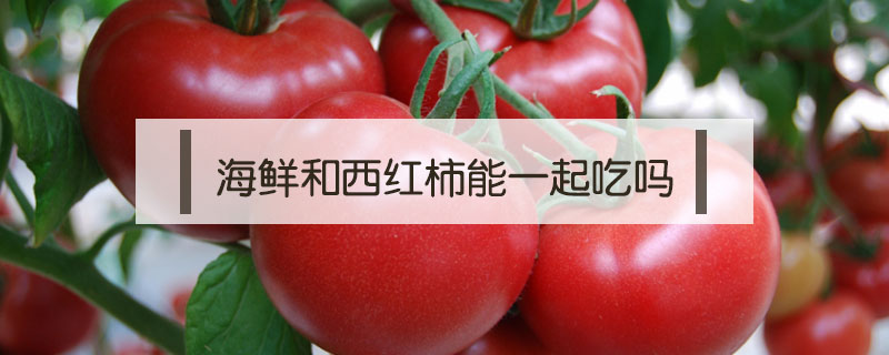 海鮮和西紅柿能一起吃嗎