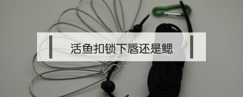 活魚扣鎖下唇還是鰓