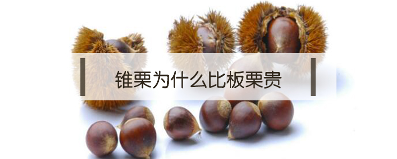錐栗為什么比板栗貴
