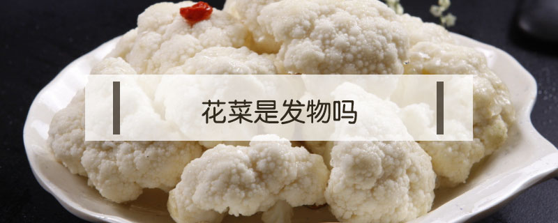 花菜是發物嗎