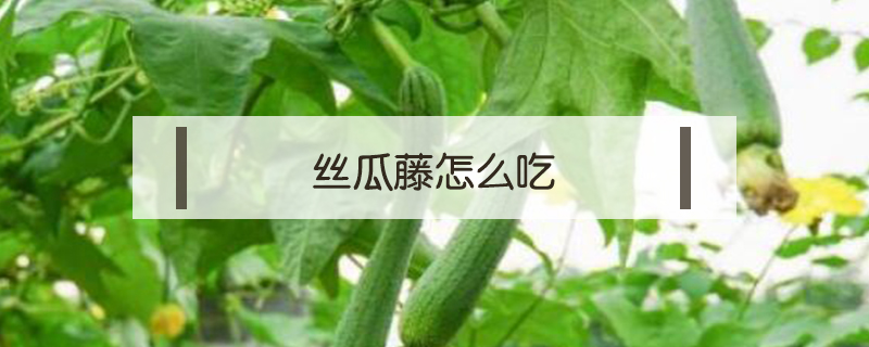 絲瓜藤怎么吃