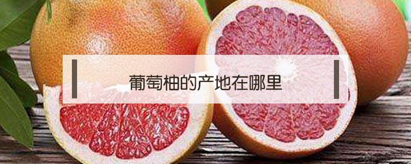 葡萄柚的產(chǎn)地在哪里