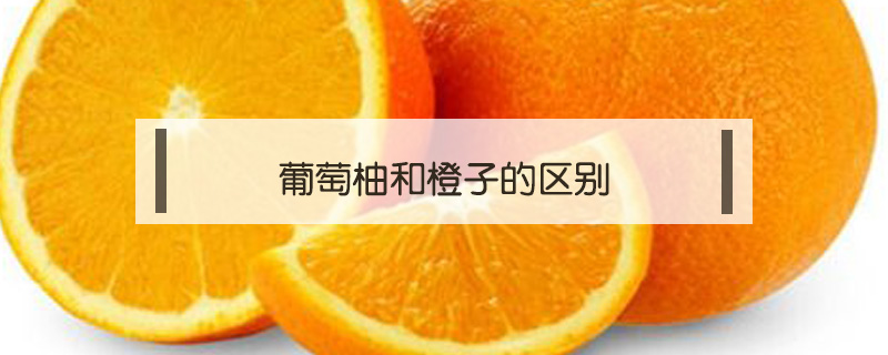 葡萄柚和橙子的區別