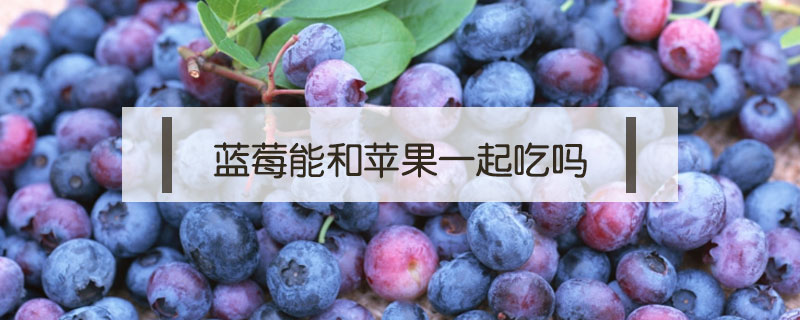 藍莓能和蘋果一起吃嗎