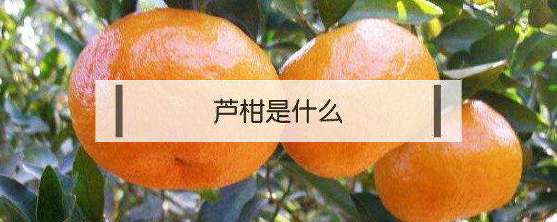 蘆柑是什么