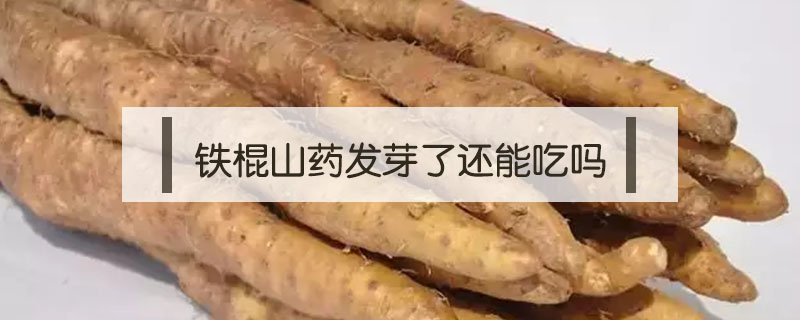 鐵棍山藥發(fā)芽了還能吃嗎