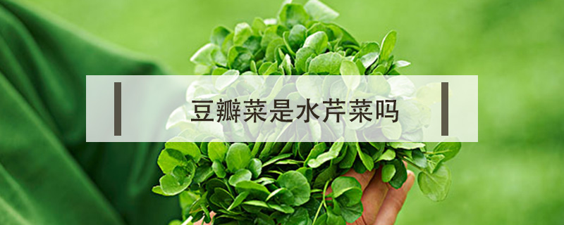 豆瓣菜是水芹菜嗎
