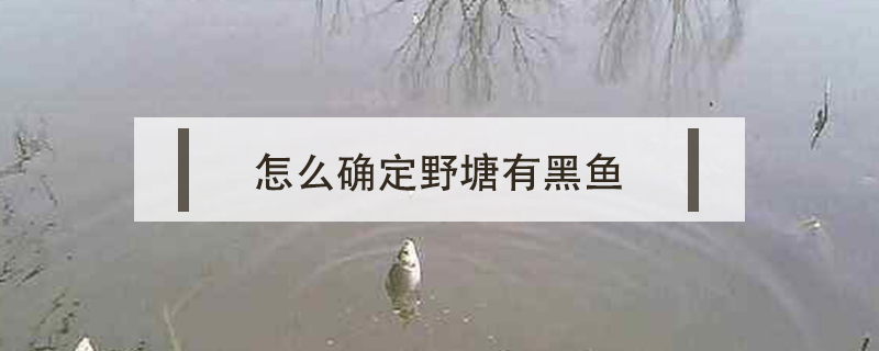 怎么確定野塘有黑魚