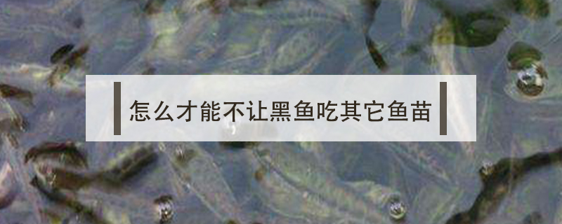 怎么才能不讓黑魚吃其它魚苗