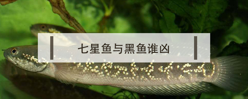 七星魚與黑魚誰兇