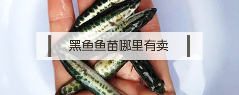 黑魚魚苗哪里有賣