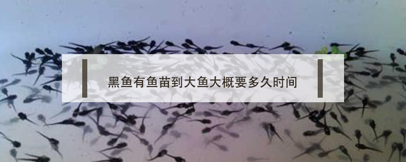 黑魚有魚苗到大魚大概要多久時間