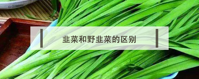 韭菜和野韭菜的區別