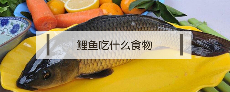 鯉魚吃什么食物