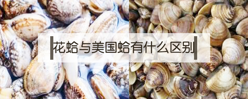 花蛤與美國蛤有什么區(qū)別