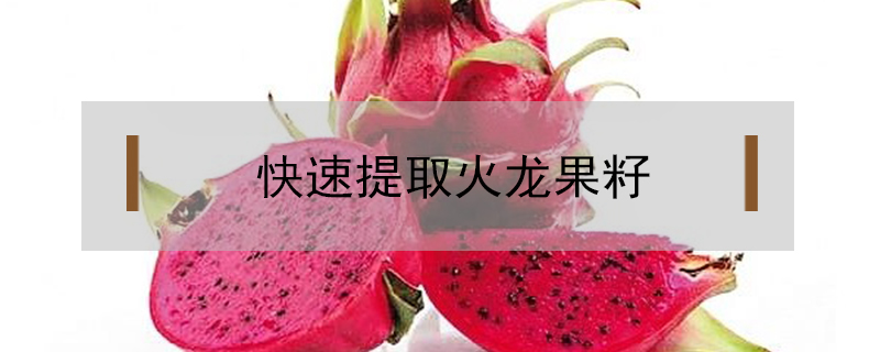 快速提取火龍果籽