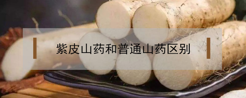紫皮山藥和普通山藥區(qū)別