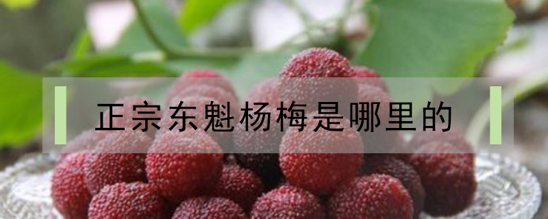 正宗東魁楊梅是哪里的