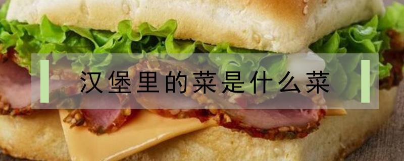 漢堡里的菜是什么菜
