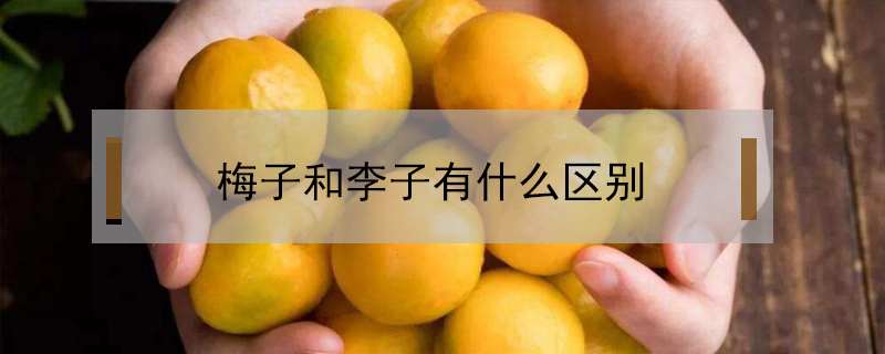 梅子和李子有什么區(qū)別