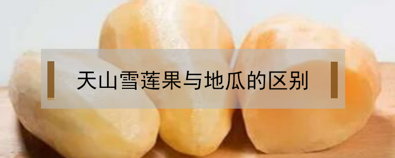 天山雪蓮果與地瓜的區別