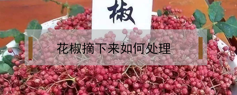 花椒摘下來如何處理