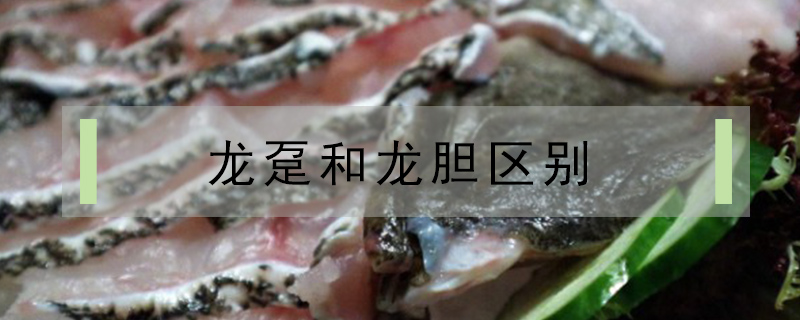 龍躉和石斑魚區別