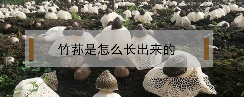 竹蓀是怎么長出來的