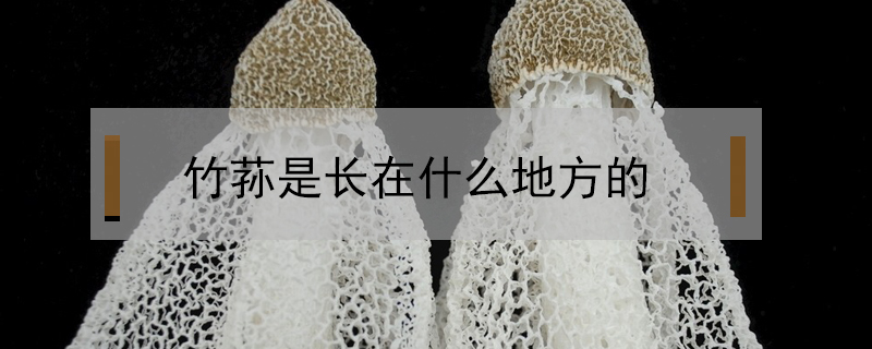 竹蓀是長在什么地方的
