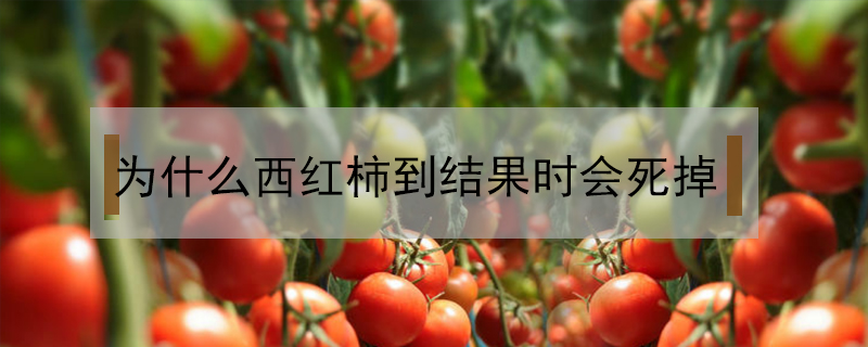 為什么西紅柿到結(jié)果時會死掉